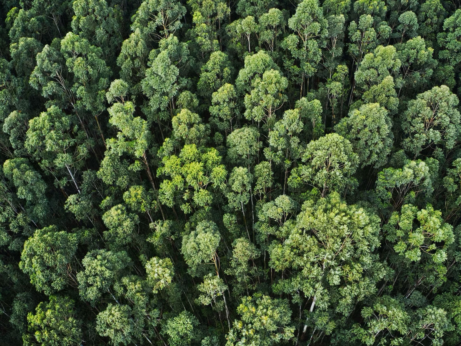 foreste
